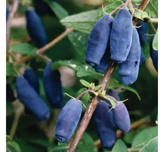 Саженцы жимолости Blue Banana 1 летние, конт. P9