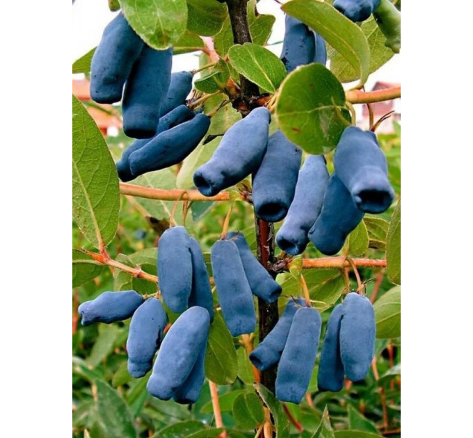 Саженцы жимолости Blue Banana 1 летние, конт. P9