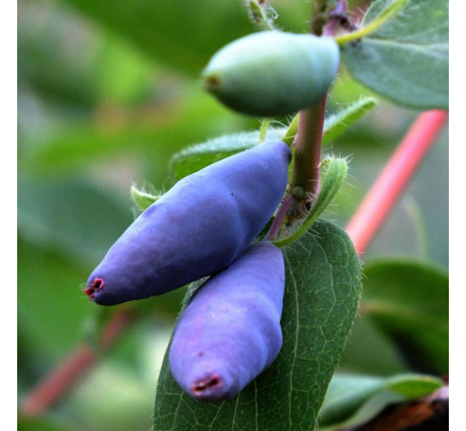 Саженцы жимолости Blue Banana 1 летние, конт. P9