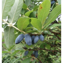 Саженцы жимолости "Роксана" 1-летние в контейнере (2л.) h-15-20см. 1-3 побега