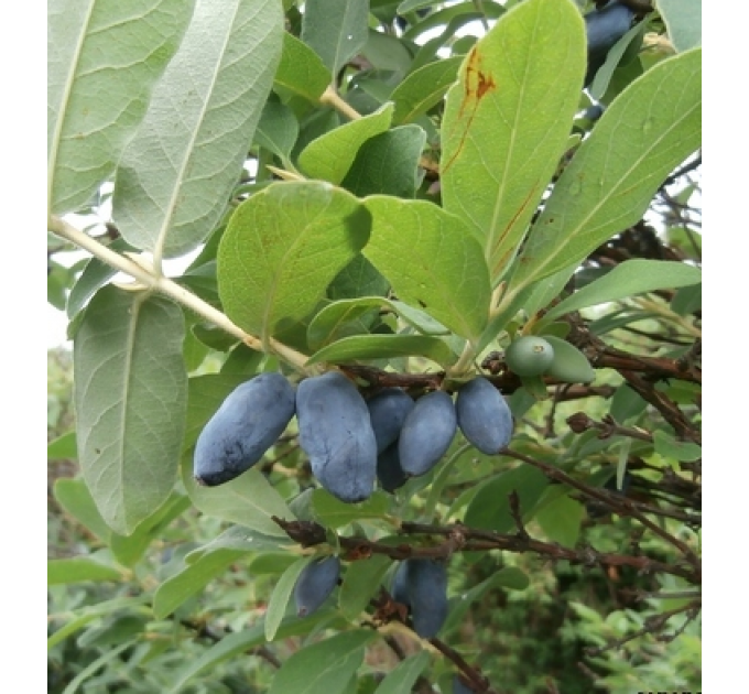 Саджанці жимолості "Роксана" 1-річні в контейнері (2л.) h-15-20см. 1-3 втечі