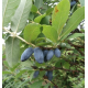 Саджанці жимолості "Роксана" 1-річні в контейнері (2л.) h-15-20см. 1-3 втечі