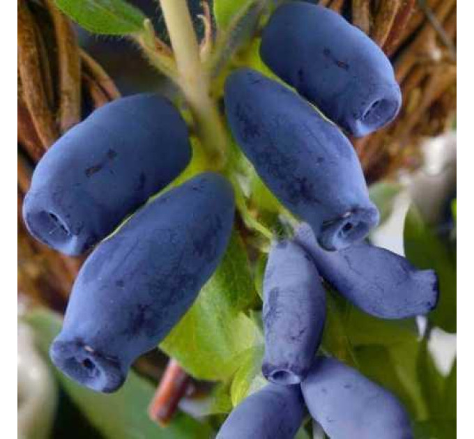 Жимолість їстівна сорт Синій Утьос, 2 літні 1.5 л