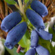 Жимолість їстівна сорт Синій Утьос, 2 літні 1.5 л