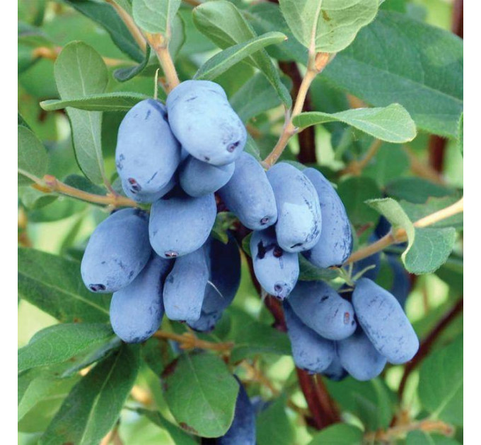 Саженцы жимолости сорт Boreal Best 2 летние, конт. 2 л