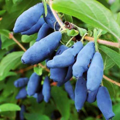 Жимолость съедобная сорт Гордость Бакчара 2 летняя, конт. 1.5 л