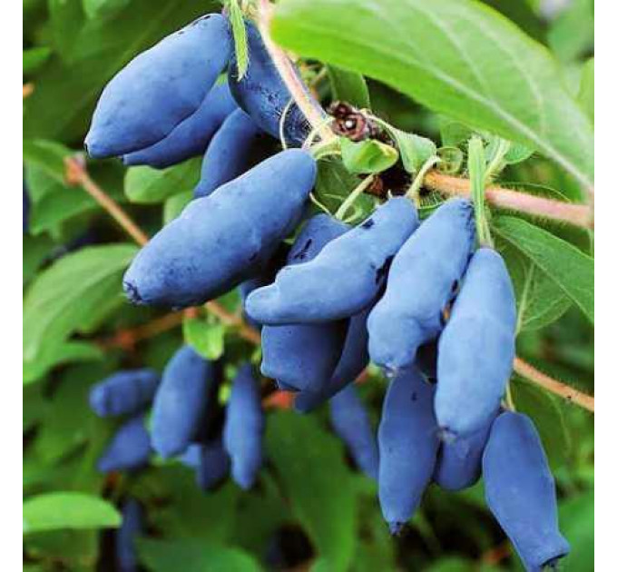 Жимолость съедобная сорт Гордость Бакчара 2 летняя, конт. 1.5 л