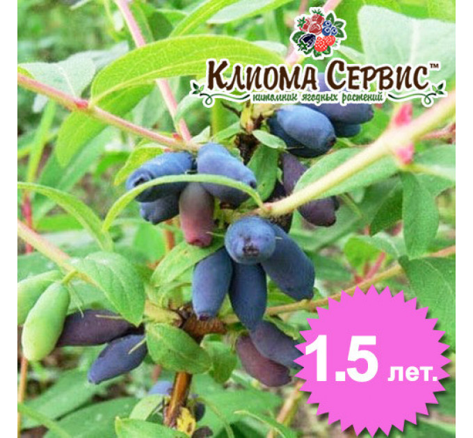 Саженцы жимолости сорт "Дует", 1.5 летние (полуупакованные)