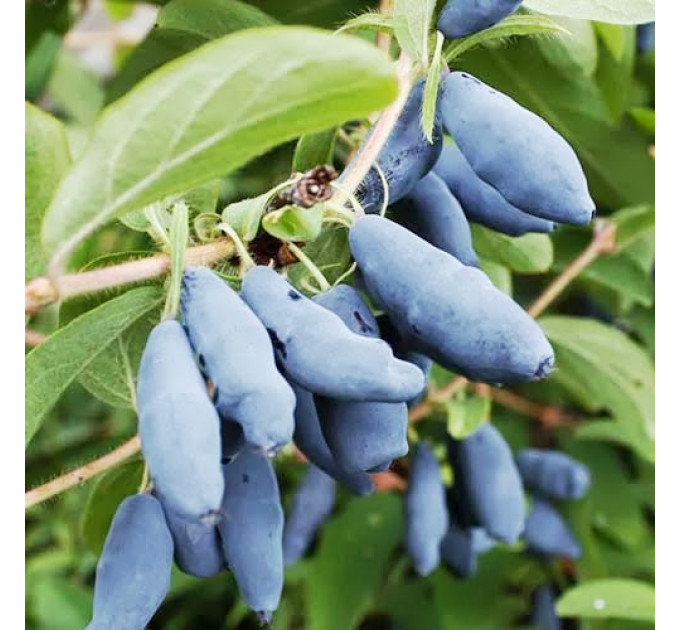 Саженцы жимолости сорт Бакчарская, 1-летние Р9