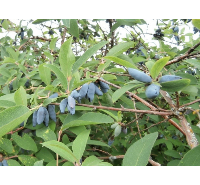 Саджанці жимолості сорт Німфа, 2 річна, пакет 1.6 л