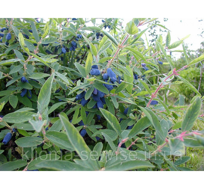 Саженцы жимолости сорт Амфора, 3-летние в контейнере (5 л.)