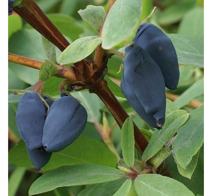 Саженцы жимолости сорт Амфора, 3-летние в контейнере (5 л.)