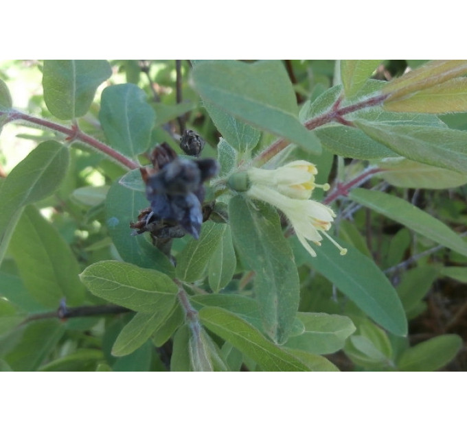 Саженцы жимолости сорт Амфора, 3-летние в контейнере (5 л.)