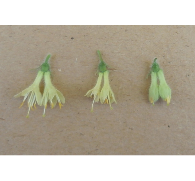 Саженцы жимолости сорт Амфора, 3-летние в контейнере (5 л.)