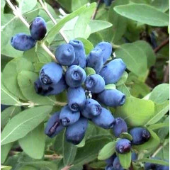 Жимолость сорт "Вітамінна", 2 років пакет 3.5 л