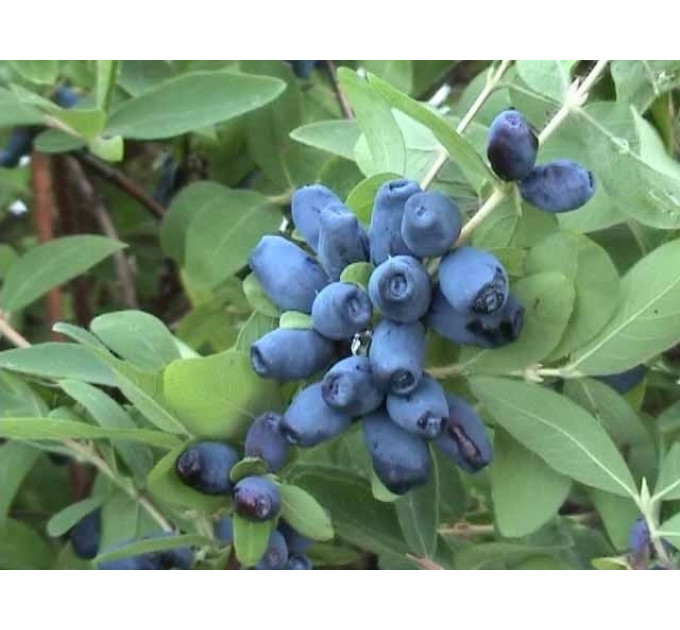 Жимолость сорт "Вітамінна", 2 років пакет 3.5 л