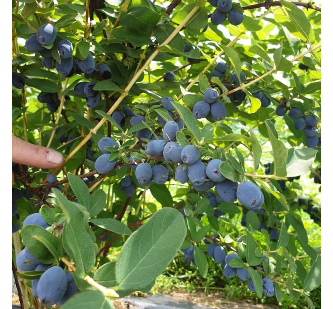 Жимолость съедобная Strawberry Sensation, 2 года 5 л