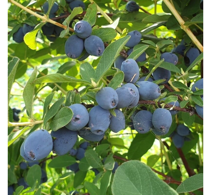 Жимолость съедобная Strawberry Sensation, 2 года 5 л