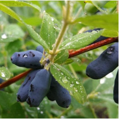 Саженцы жимолости сорт Уссульга 2 летние, конт. 1.5 л