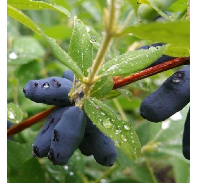 Саджанці жимолості сорт Уссульга 2 річні, конт. 1.5 л