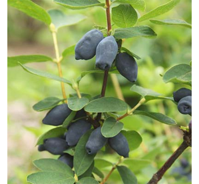 Саженцы жимолости сорт Спокуса 2 летние, конт. 1.5 л