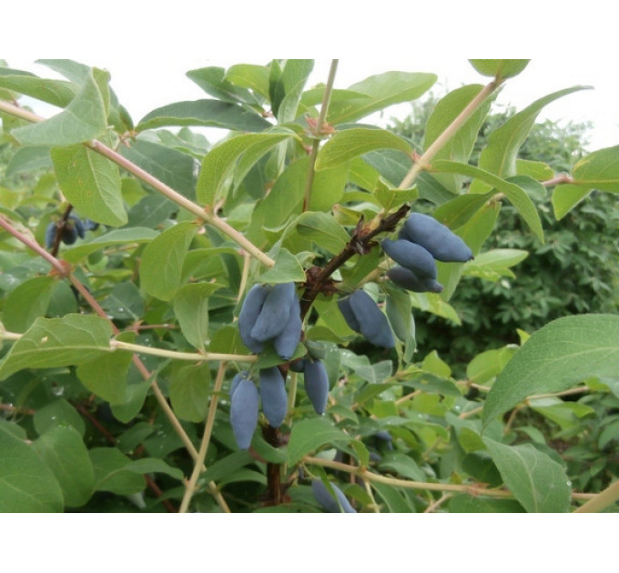 Саджанці жимолості сорт Німфа, 2 річна, конт. 2 л (круглий)