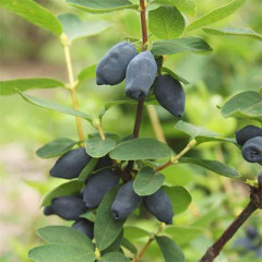 Саджанці жимолості сорт Спокуса 2 річні, конт. 2 л