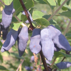 Жимолость сорт Бакчарський Велетень, середній термін, 1 річні напівупаковані