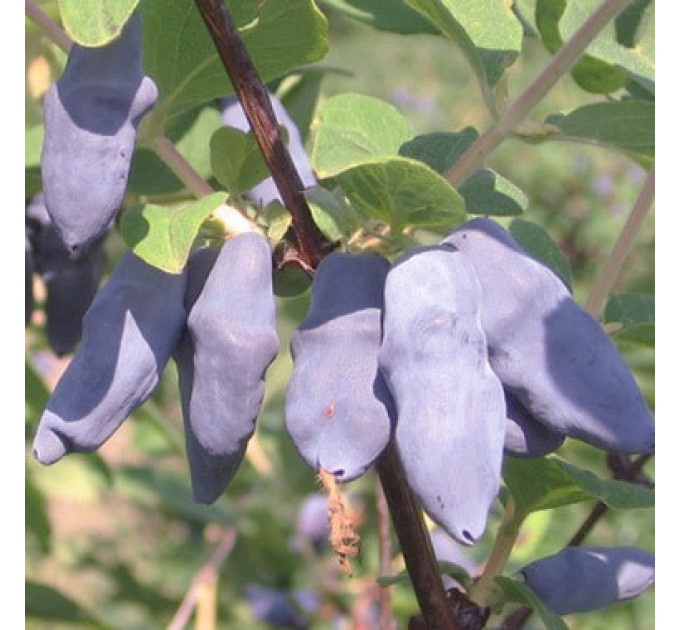 Жимолость Бакчарский Великан, среднего срока, 1 летние, полуупакованние