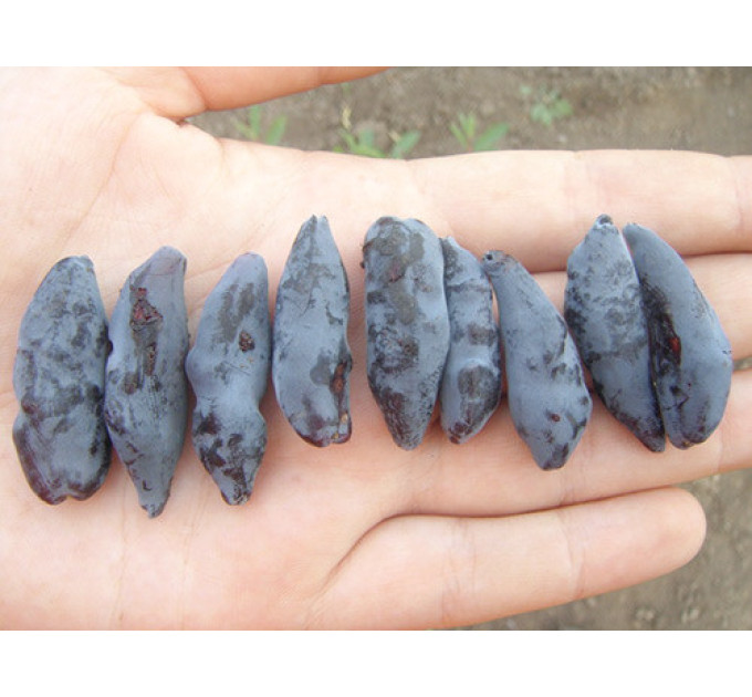 Жимолость Бакчарский Великан, среднего срока, 1 летние, полуупакованние