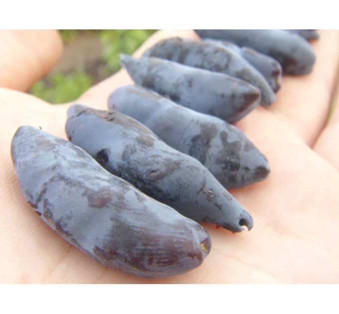 Жимолость Бакчарский Великан, среднего срока, 1 летние, полуупакованние