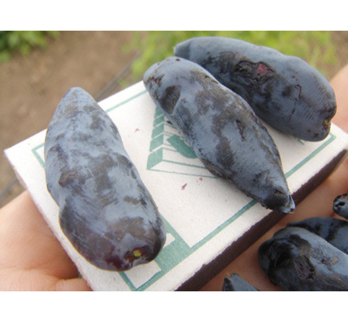 Жимолость Бакчарский Великан, среднего срока, 1 летние, полуупакованние