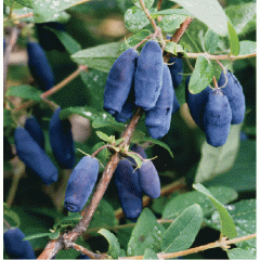 Жимолость сорт Гордость Кубани, 1 лет (0.5 л)