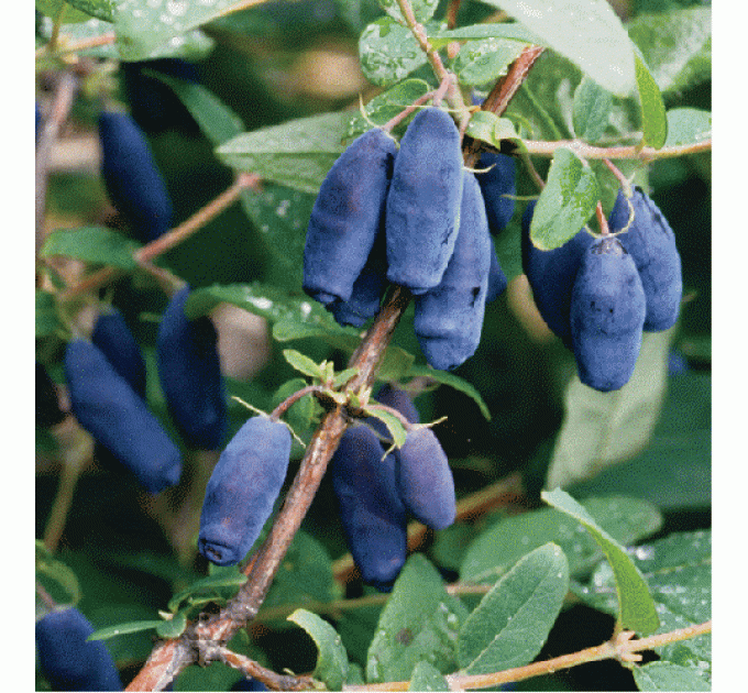 Жимолость сорт Гордость Кубани, 1 лет (0.5 л)