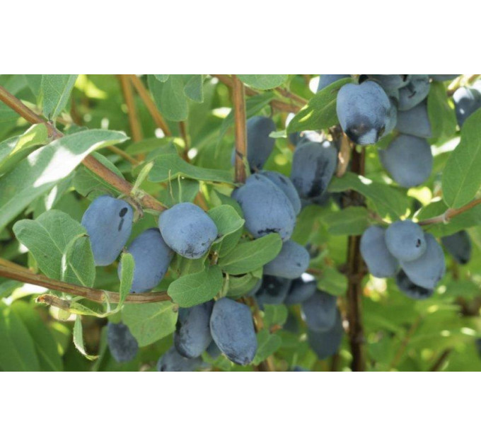 Жимолість їстівна сорт Boreal Beauty, 2 річні 5 л