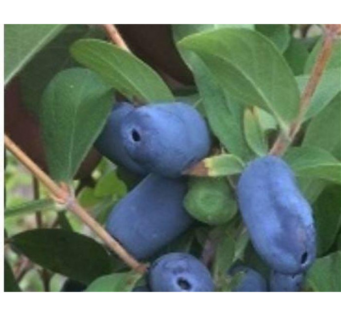 Жимолость сорт Аврора 2 летняя, конт. 1.5 л