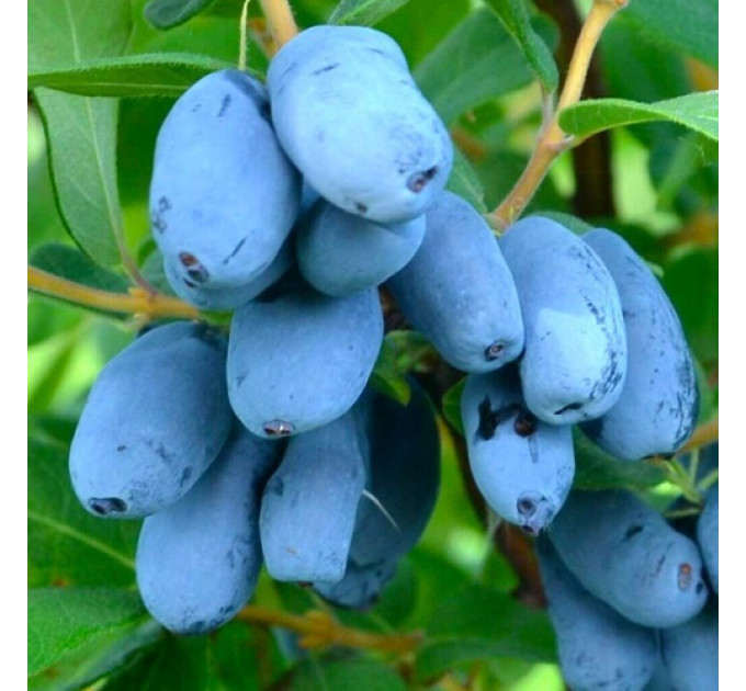 Жимолость сорт Giant's Heart 2 річна, конт. 2 л