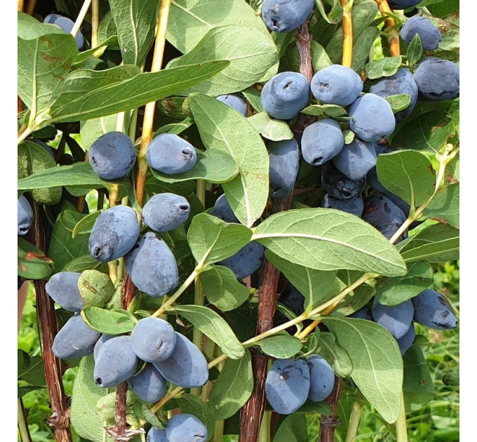 Жимолость сорт Giant's Heart 2 річна, конт. 2 л