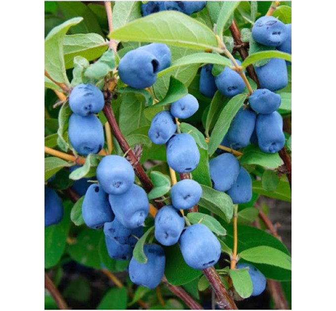 Саженцы жимолости сорт Boreal Beauty 1 летние, конт. P9