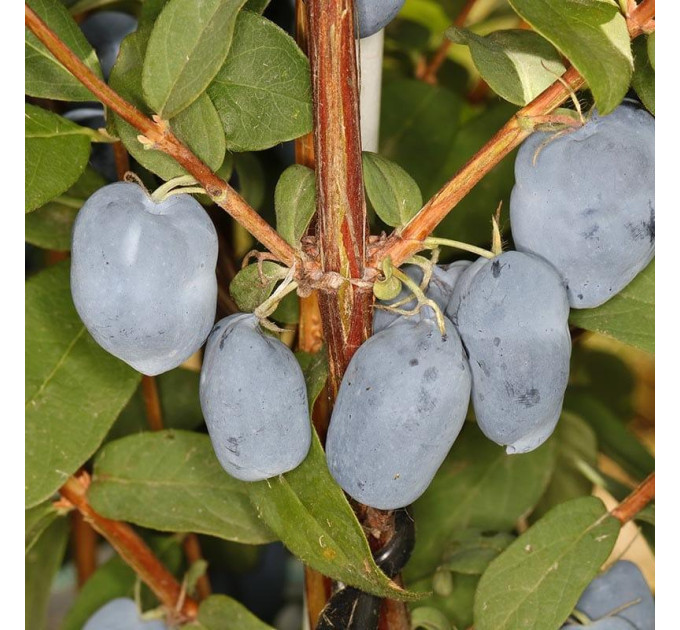 Саженцы жимолости сорт Boreal Beauty 1 летние, конт. P9