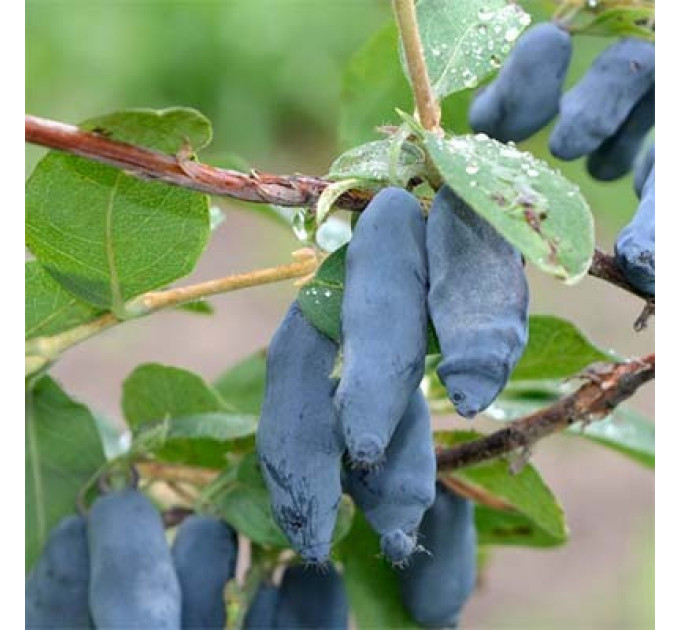 Жимолость їстівна сорт Стрежевчанка 2 річна, конт. 1.5 л
