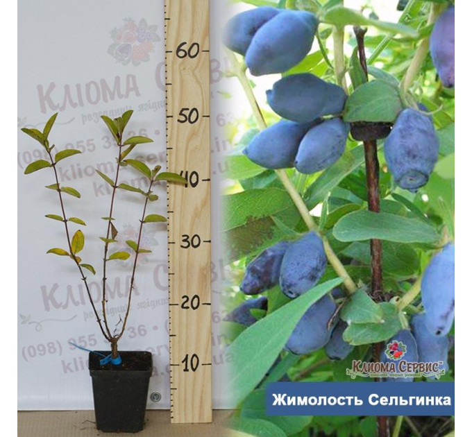 Саджанці жимолості сорт Сильгинка 2 річні, конт. 1,5 л