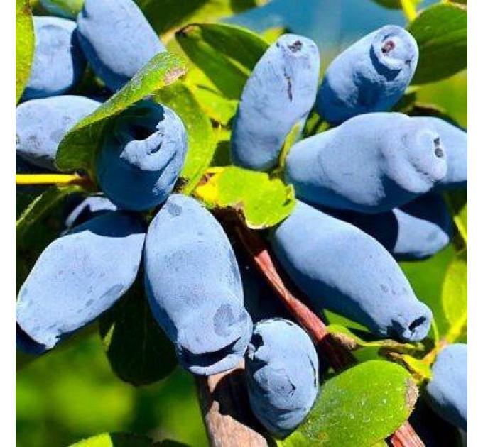 Жимолость сорт Аврора, 2 річна, напівупакована