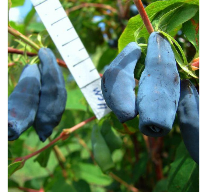 Саджанці жимолості сорт Дочка Велетня 1 річні, конт. Р9