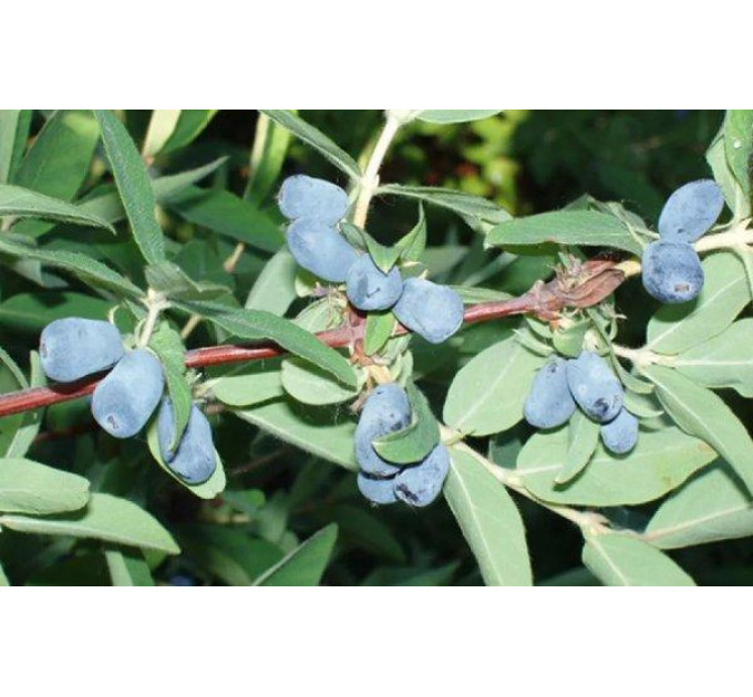 Жимолость сорт Аврора, 2 річна, напівупакована