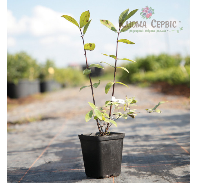 Саженцы жимолости Восторг 2 летние, конт. 1.5 л