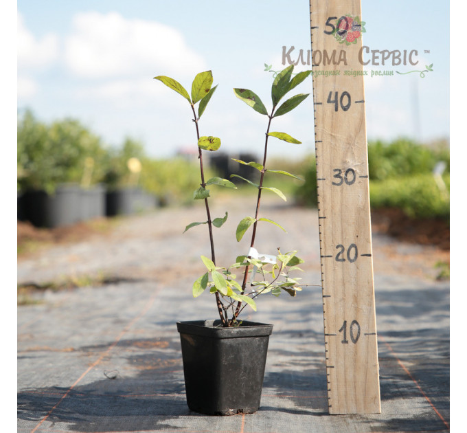 Саженцы жимолости Восторг 2 летние, конт. 1.5 л