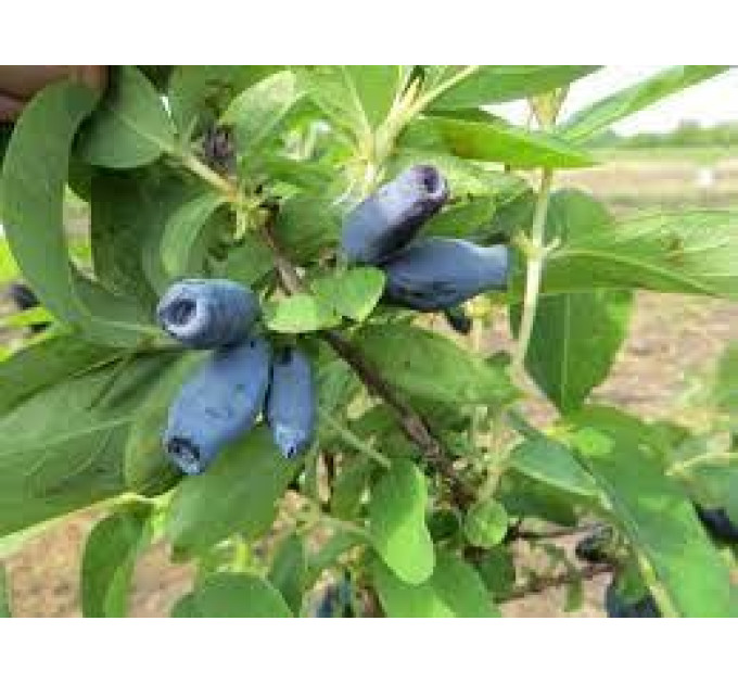 Саженцы жимолости сорт Сильгинка, 1 лет горшок 0.5 л