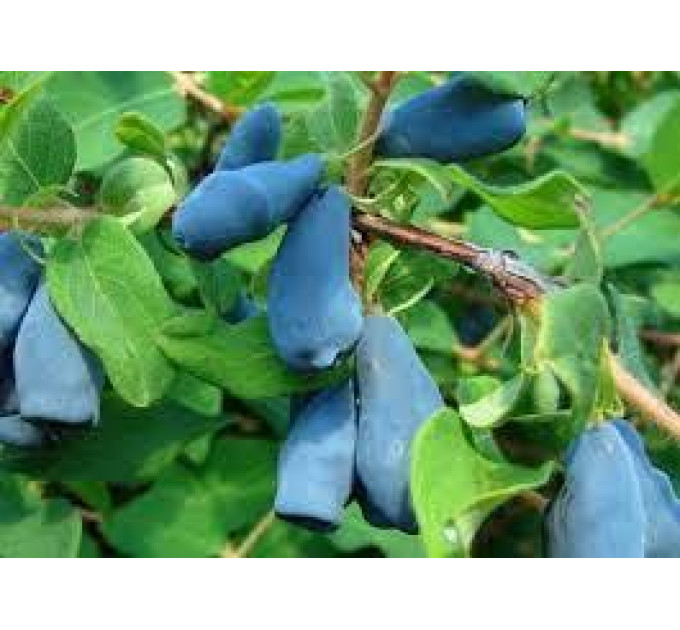 Саженцы жимолости сорт Сильгинка, 1 лет горшок 0.5 л