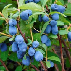 Жимолость сорт Індиго Джем 2 річна, конт. 1.5 л